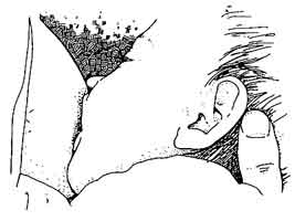 position de la bouche au sein