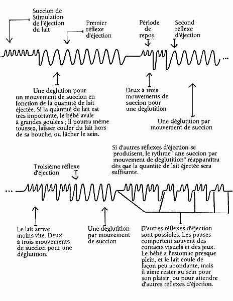 rythmes de succion pendant la tétée