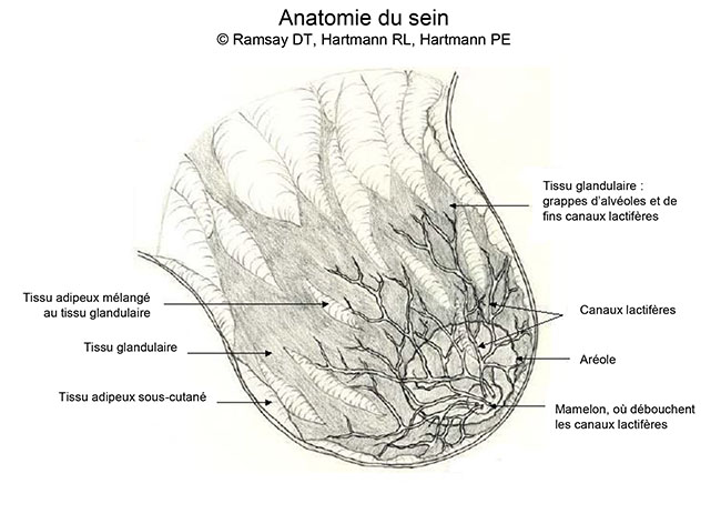 L anatomie Du Sein