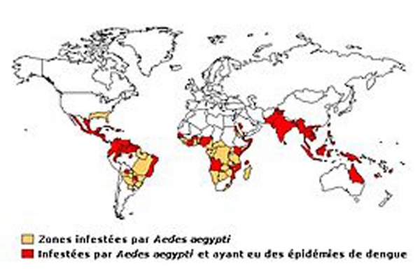 Dengue et allaitement