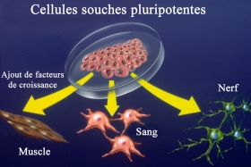 AA 75 : Des cellules souches dans le lait maternel