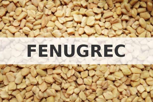 Impact du fenugrec, du gingembre et du curcuma sur la production lactée  et la composition du lait